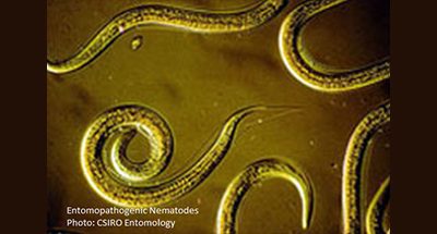 Great success this season with EN’s for Argentine Stem Weevil Control
