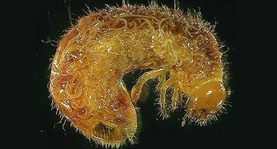 Argentine Stem Weevil this summer