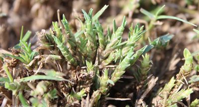 A fresh look at Turf Mites