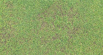 Anthracnose Issues?