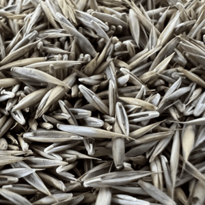 Close-up turfgrass seed