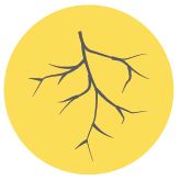 Vesicular Arbuscular Mycorrhiza