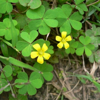 Creeping Oxalis