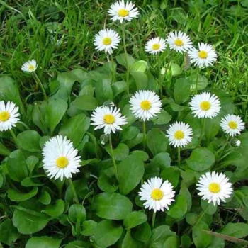 Daisy (Bellis Perennis)