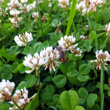 White Clover