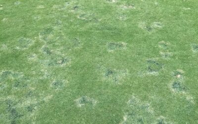 Spring Turf Health Alert: ERI Diseases